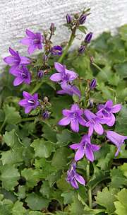 Campanula i november