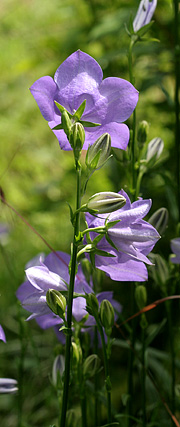 Klokkeblomster