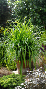 CAREX pendula ‘Fresh Look’ – Kæmpestar