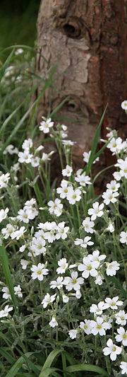 Gråbladet staude med hvide blomster.