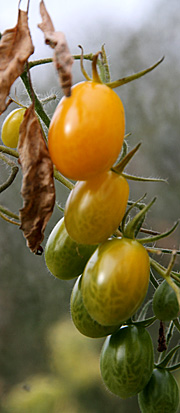 Cherrytomater i oktober