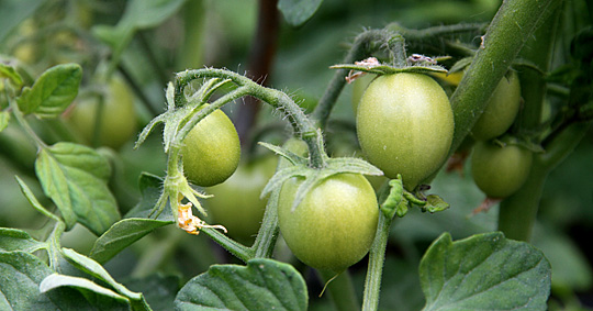 Tomaterne er kun grønne endnu