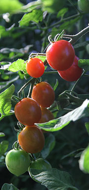 Sidste uges varme gav røde tomater