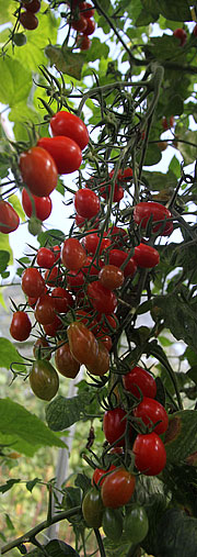 Cherrytomater i drivhus i september