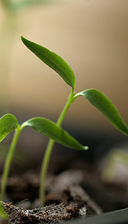 Chili kimplanter