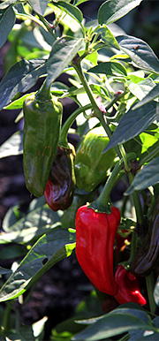 Chilier er modne til at høste