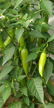 Chili