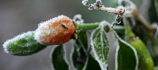 Chili i frostvejr