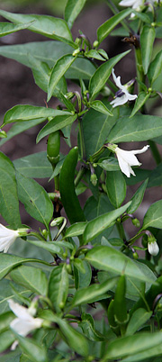 grønne umodne chili