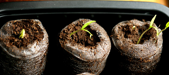 Chili kimplanter i såbrikker