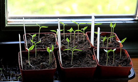 Chili kimplanter i vindueskarm.