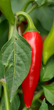 En rød chili