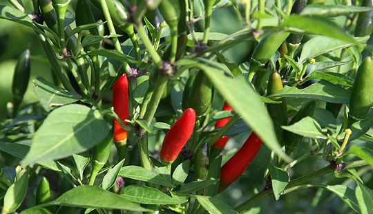 chili i august