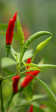 Chili i gang med at modne