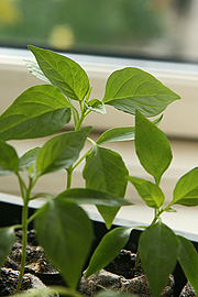 Chiliplanter i vindueskarm