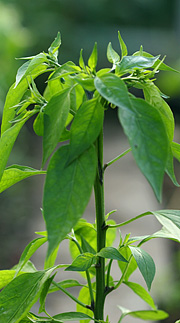 Chiliplante