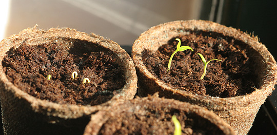 Chili kimplanter