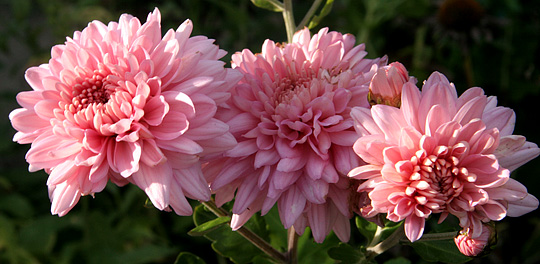 Chrysantemum