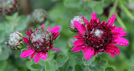 Chrysantemum i udspring