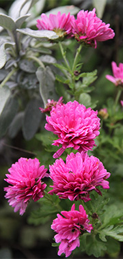 Chrysantemum