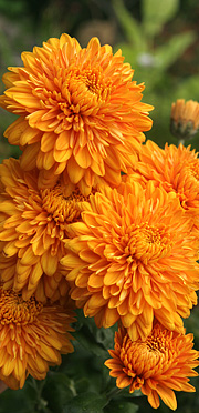 Chrysantemum