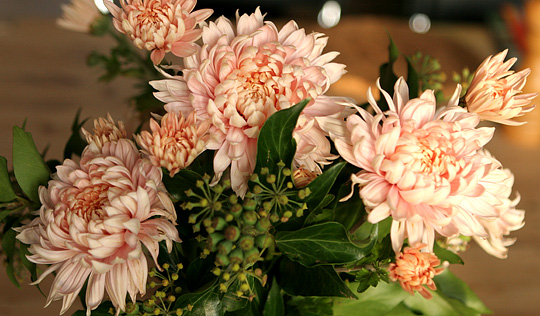 Storblomstret chrysantemum