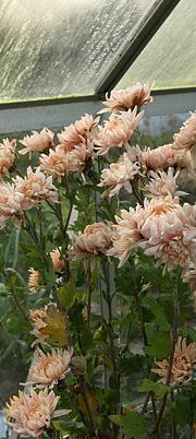 Chrysantemum