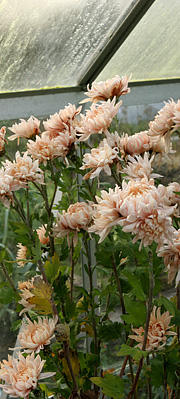 Chrysantemum i drivhus