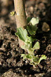 Chrysantemum