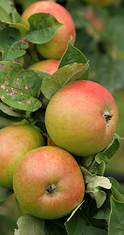 Cideræblesorter på Pometet