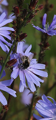 Cikorieblomster