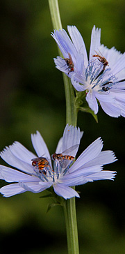 Cikorie med insekter