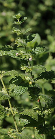 citronmelisse i blomst