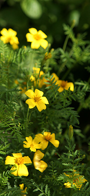 Citrontagetes