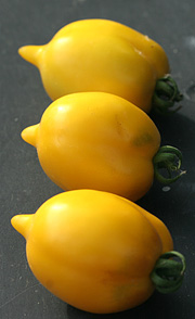 Citrontomater