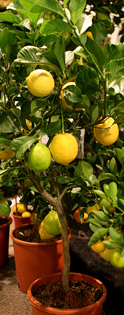 Citrontræ