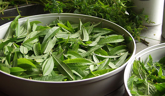 Citronverbena er en rigtig god plante til at tørre blade af til