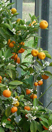 Citrustræer skal opbevares frostfrit