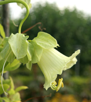 Klokkeranke er en etårig sommeblomst