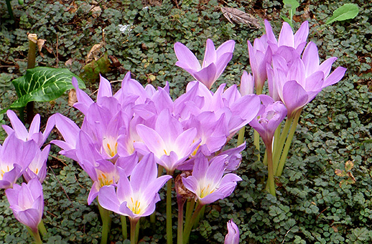 Høsttidløs Colchicum