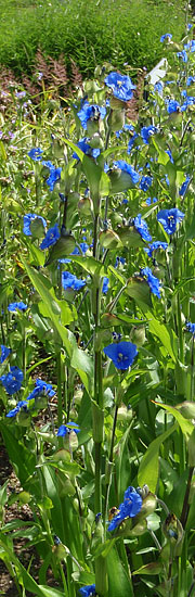 commelina tuberosa