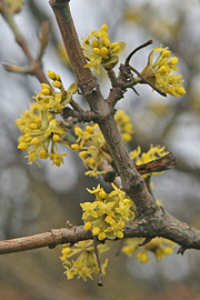 Cornus mas