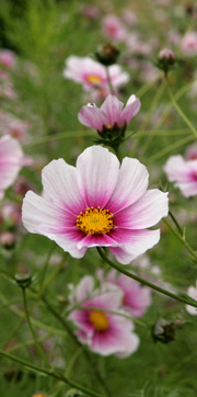 Cosmos blomstrer i efteråret