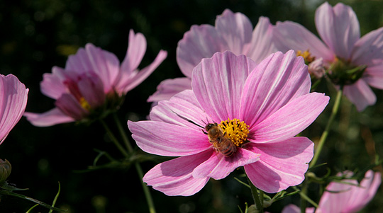Cosmos i lyserød.