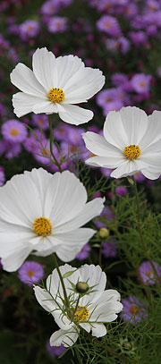 cosmos og asters
