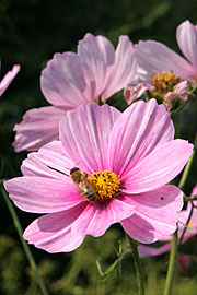 Cosmos er en letdyrkelig sommerblomst