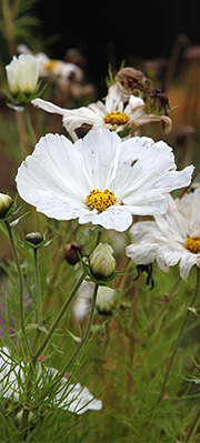 Cosmos i oktober