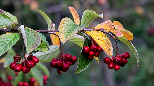 Cotoneaster Brændkjær