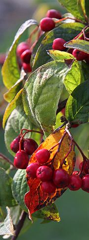 Cotoneaster med bær til havens fugle.
