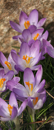 Crocus robertianus